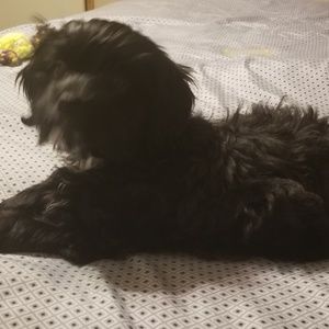 Meet your Posher, Crystal